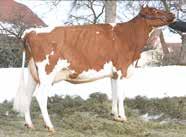 SPRINGBOY SPRINGBOY H4 DETOX H4 X JOYBOY X STBVQ RUBENS CH 120.0940.2393.