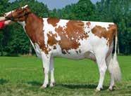ALTAUP P-RED SCHREUR ALTAUP P-RED PERFECT AIKO X LAWN BOY P-RED X SHOTTLE HONLDM000757042533 ROĐEN 2014 GLPI 2696 HB 2491 Lineáris tipus osztályozás 0 ćerki lányai 0 stada tenyészet 77 %