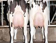 !! Noge / Lábak A2A2 Beta kazein / A2A2 Béta kazein Termelés 2 ćerki lányai 557 tenyészet stada 99 % megbízhatóság +416 kg Ml.