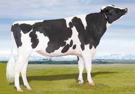 93 94 e M ćerki REGANCREST-HHF MAC-ET RNINGVIEW SHTL ASSET-ET PICSTON SHOTTLE-ET CANYON-BREEZE FIN AISHA-ET OPSAL FINLEY-ET