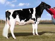 BGOOD BUSH-BROS ALTABGOOD ROBUST X MASSEY X BOLIVER HOUSAM000070396874 ROĐEN 2012 GLPI 2992 HB 2489 Lineáris tipus osztályozás 159 ćerki lányai 43 stada tenyészet 87 %