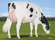 BOOKEL CHAMPION ALTABOOKEL BOOKEM X MAN-O-MAN X SHOTTLE HONLDM000887143113 ROĐEN 2012 GLPI 2898 HB 2414 Lineáris tipus osztályozás 802 ćerki lányai 289 stada