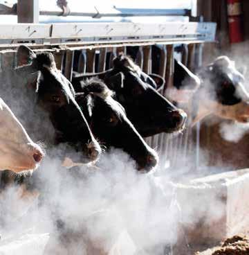 Nudeći Vam uslugu izrade plana osemenjavanja, seme vrhunskog genetskog kvaliteta i fertilnosti, pomoć u farmskom menadžmentu, SEMEX PK BB je Vaš siguran partner u čitavom proizvodnom ciklusu od