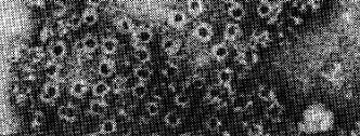 ptogén C3 C.