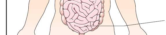 Alzheimer-kór Időskori makula- degeneráció