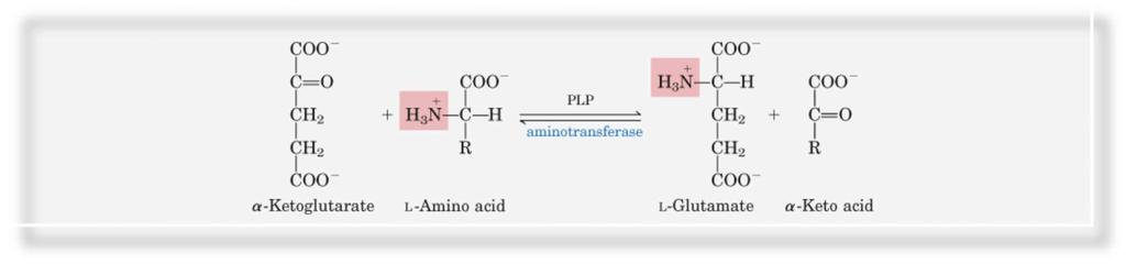 A) A transzaminálás során az aminocsoport egy ketosavra (alfa-ketoglutársav) kerül át, amelyből ily módon aminosav (glutaminsav) keletkezik, az eredeti aminosavból pedig ketosav.