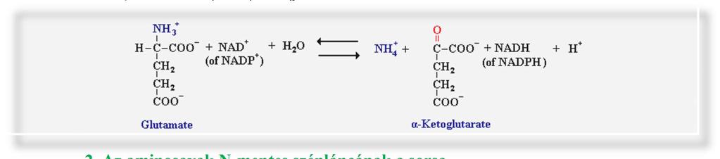 Az enzimek koenzimként NAD + -ot használnak. A májban zajló dezaminálással lehasított aminocsoport NH4 +, karbamid (urea) alakjában a vizelettel kiürül. 2.