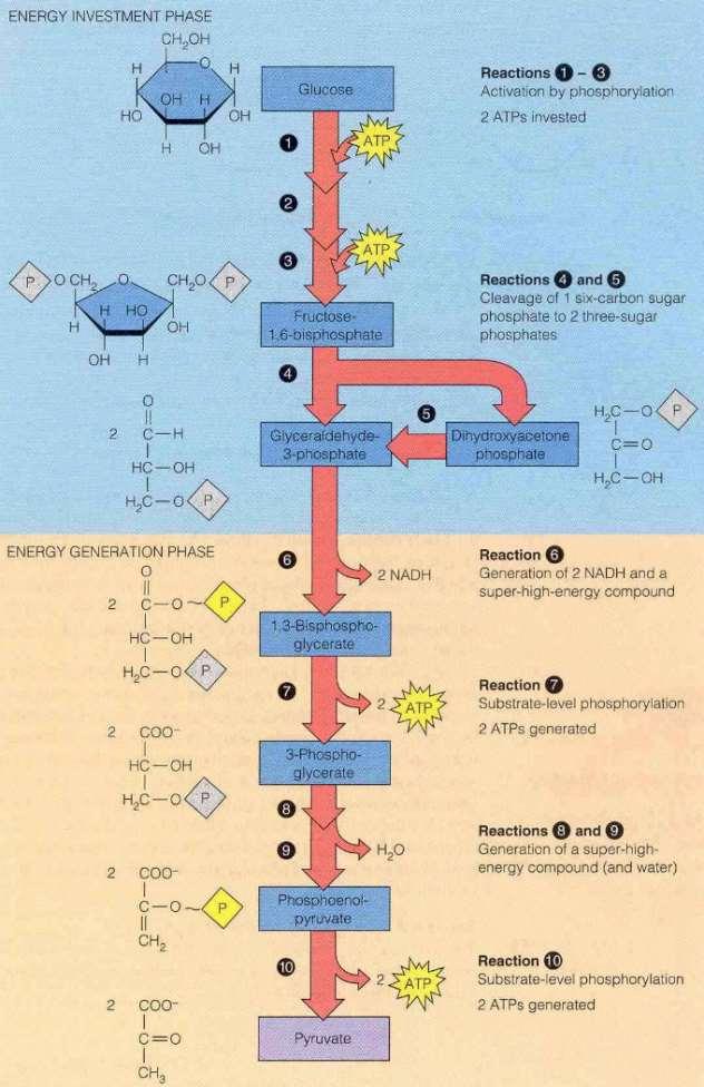 A biológiai oxidáció A biológiai oxidáció akkor játszódik le, ha a glükóz lebomlás oxigén jelenlétében folyik, aerob körülmények között.