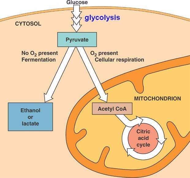 játszódnak le. A citrát-kör, citromsav-ciklus, Szent-Györgyi-Krebs ciklus A citrát-kör lényege, hogy az acetil-csoport C-atomjai (vízfelvétel mellett) széndioxiddá alakulnak.