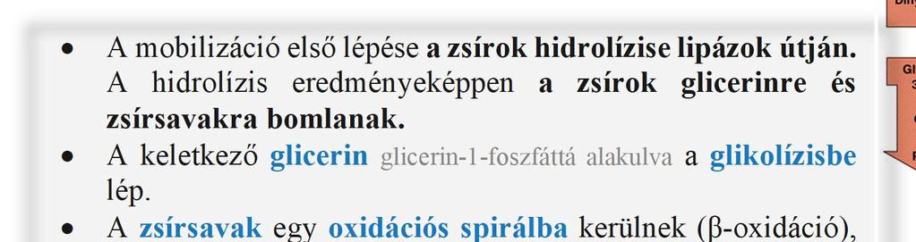 A lipidek neutrális zsírok lebomlása Az állati szervezetekben a tartaléktápanyag szerepét elsősorban a lipidek töltik be.