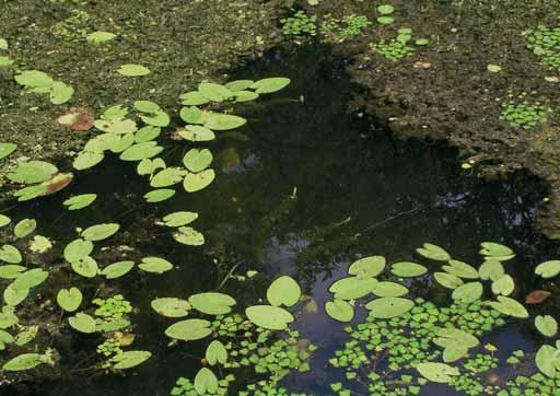 Ac Álló- és lassan áramló vizek hínárnövényzete Mesterházy Attila Fajgazdag állóvízi hínáregyüttes: vízitök (Nuphar lutea), gyűrűs süllőhínár (Myriophyllum verticillatum), sulyom (Trapa natans),