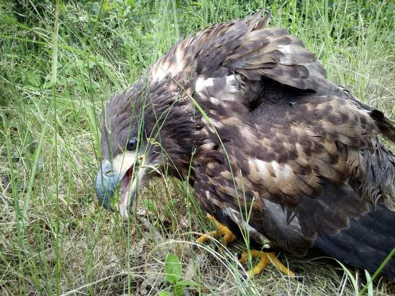 Rétisas fióka mentése Iharosberénynél 2019. július 7-én egy Iharosberény határában költő rétisas pár már kirepült, fészkét elhagyó fiókáját kellett behoznunk.