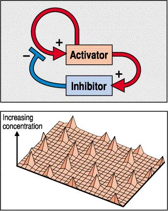 A kémiai állóhullám elmélete Két anyag: inhibitor és aktivátor Az aktivátor segíti önmaga és az inhibitor