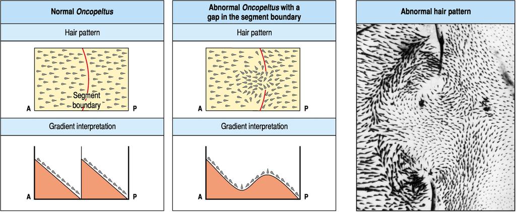 Az Oncopeltus szőrmintázata: a polaritás indikátora A cuticulán a szőrök hátrafelé mutatnak, ami egy morfogén