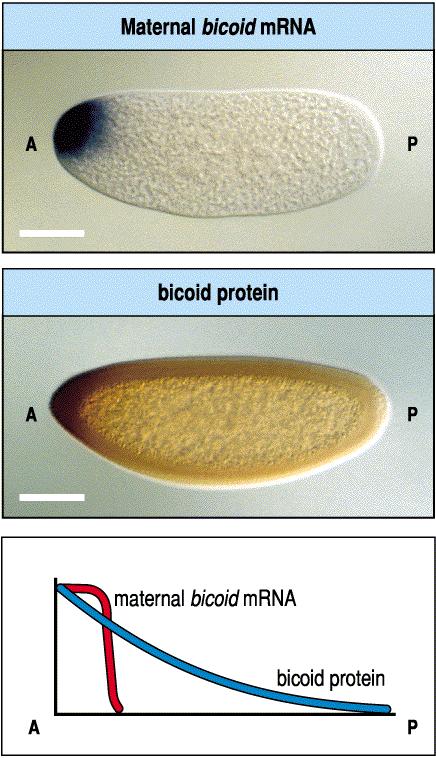 A bicoid anyai mrns kifejeződése Az mrns és a fehérje