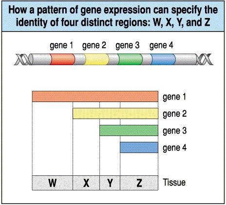 Génkifejeződés és mintázat Az expresszált gének más és