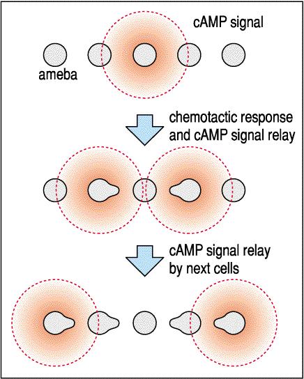 A camp jel terjedése és a kemotaxis A központi sejt kibocsát egy adag camp-t, majd átmenetileg