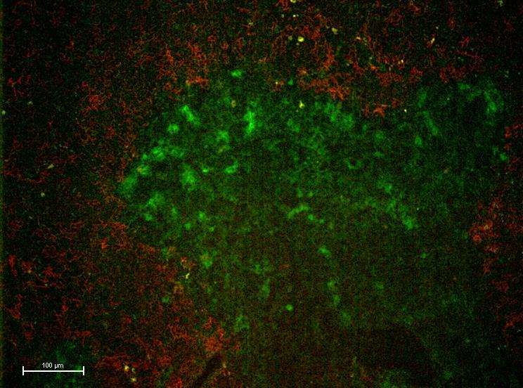 immunfluoreszcens módszerrel jelöltük a medulláris és kortikális területeket.