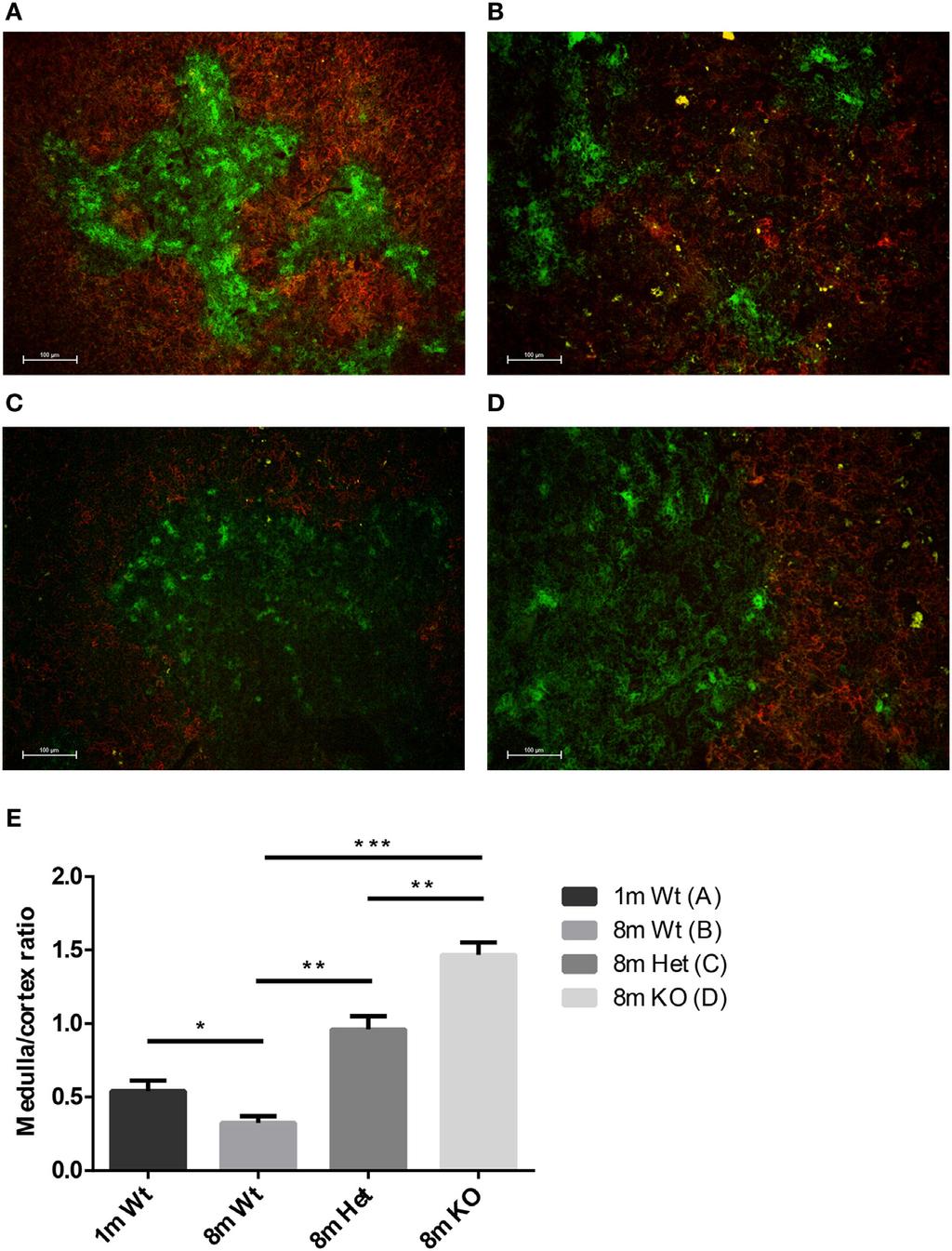 Ernszt et al. PPARgamma Deficiency Counteracts Thymic Senescence and using various genetic backgrounds (Figures 2A D).