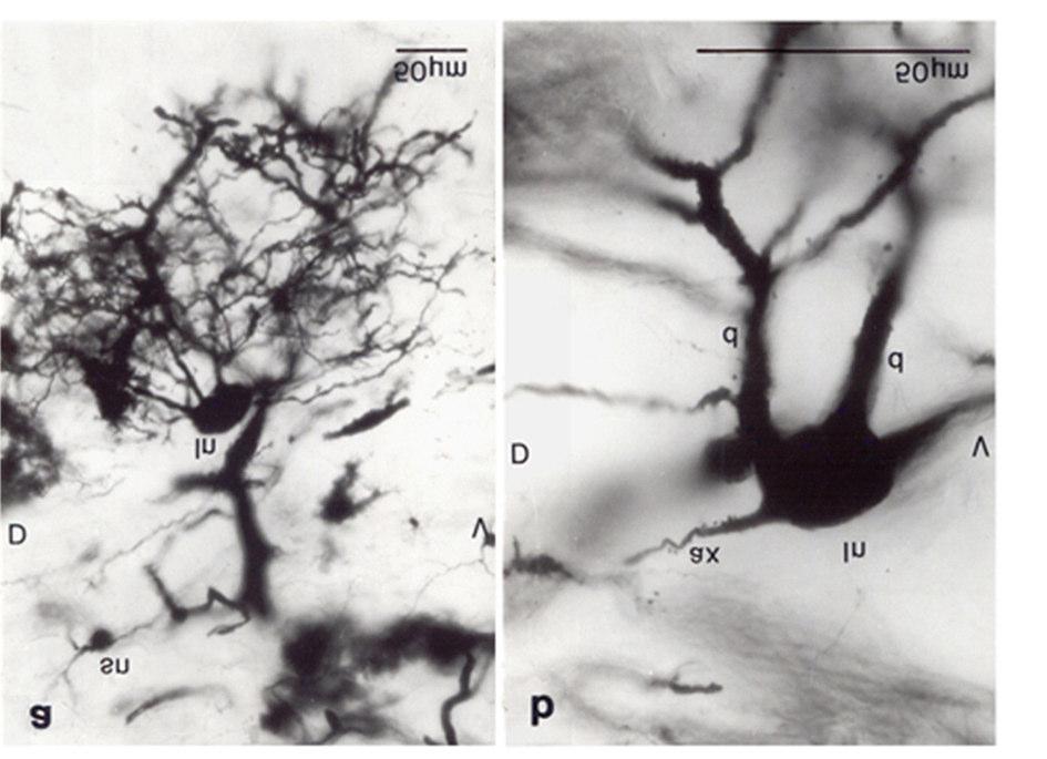 19. ábra: Golgi impregnált nlmmc készítmény fénymikroszkópos felvétele. a: Egy óriás projekciós neuron (ln) látható szinte teljesen impregnálódott dendritfával. A dendritek lefutása divergáló.