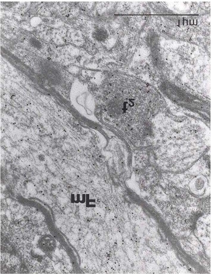 31. ábra: A nlmmc elektron mikroszkópos felvételén ferdén áthalad egy GABA immuno-pozitív myelinhüvelyes rost (mf).