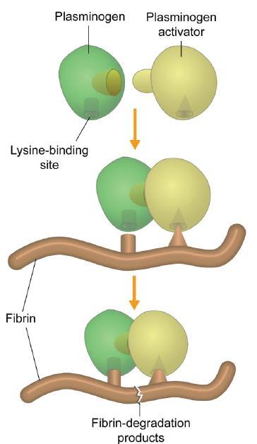 TXA Fiziológiásan plasminogén a fibrin