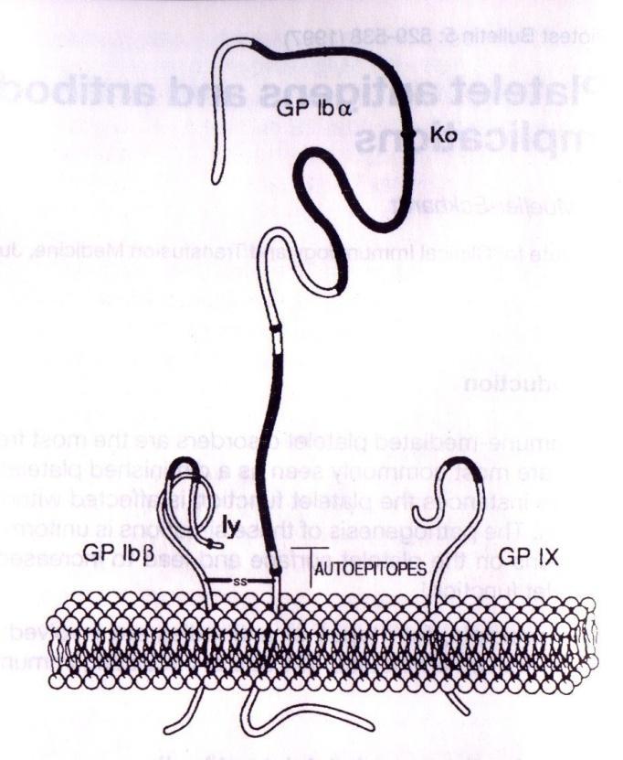 Thrombocytákon megjelenő polimorf jellegek közös antigének ( ABO, Lewis, Ii, P) HLA antigének csak a thrombocytákra jellemző polimorf struktúrák (HPA-1 15) HPA rendszer allélpárok jelölése alternatív