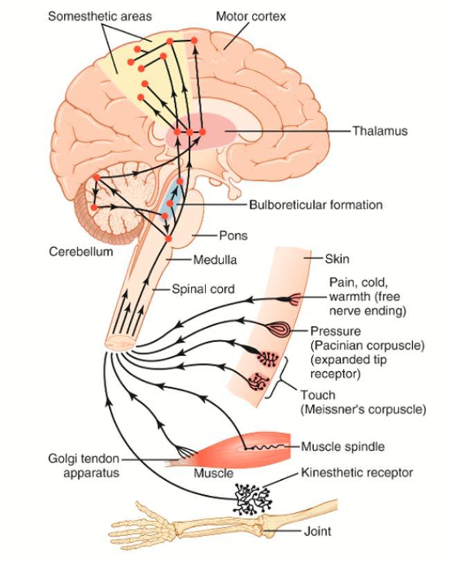 Somatoszenzoros rendszer Testfelszínről és izmokból,