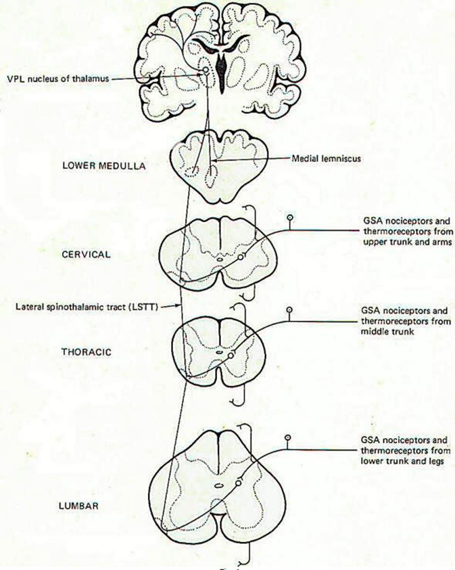 Finom (Epikritikus) tapintás, nyomás, kinesthesia Fájdalom, hőmérséklet, erős