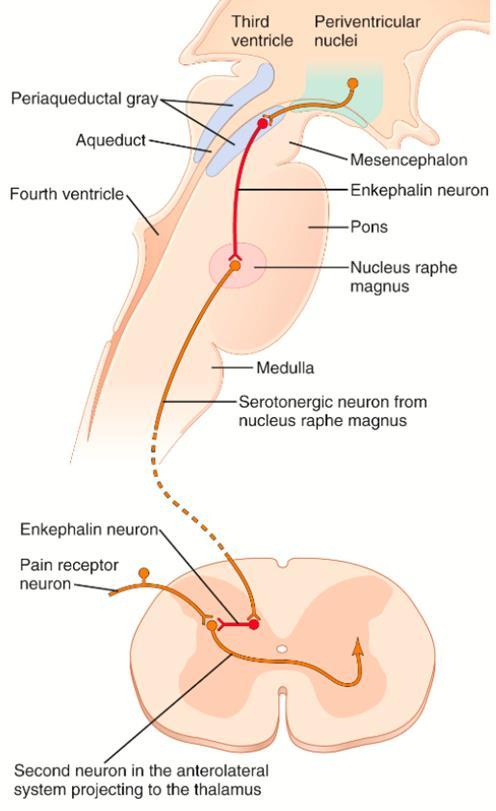 Fájdalomérzés Leszálló analgetikus pályarendszer 95. PAG és Nucl. Raphe ingerlése Analgézia Primer, sec.