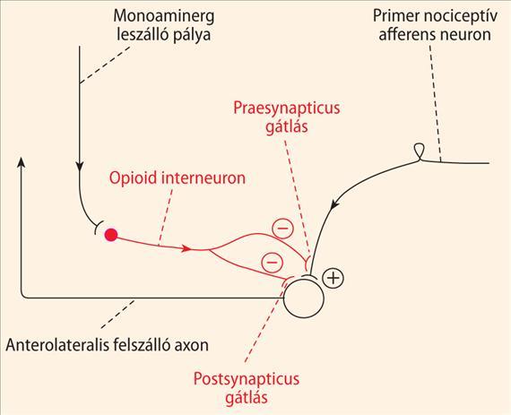 hatás "opioid-szerű hatások (m-receptor agonisták) Szerotonin felszabadítása Noradrenalin visszavétel