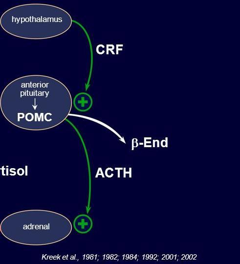 Fájdalomérzés Endogén opioid rendszer Ópium (morfium) Ha van receptor- van endogén ligand Ópiát opioid Opioidok: morfium