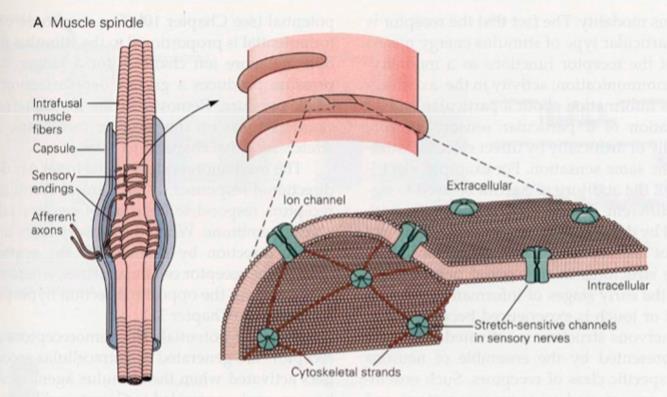 SZENZOROS RENDSZER RECEPTOROK Receptorok csoportosítása inger alapján Mechanoreceptor Inger