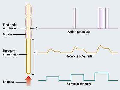 RECEPTOROK TRANSZDUKCIÓ receptor potenciál akciós pot. receptor potenciál neurotranszmitter felszabadulás változás (ld.látás) RECEPTORPOTENCIÁL (lokális pot.