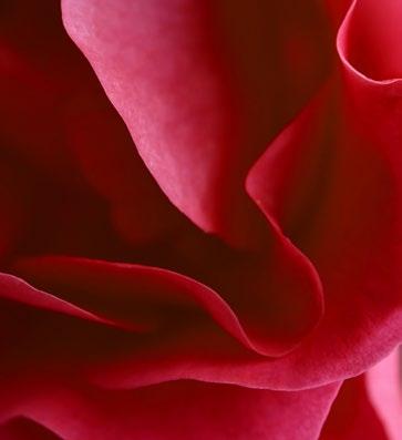 34 // 37 ROSA A rózsákat évezredek óta ültetik és