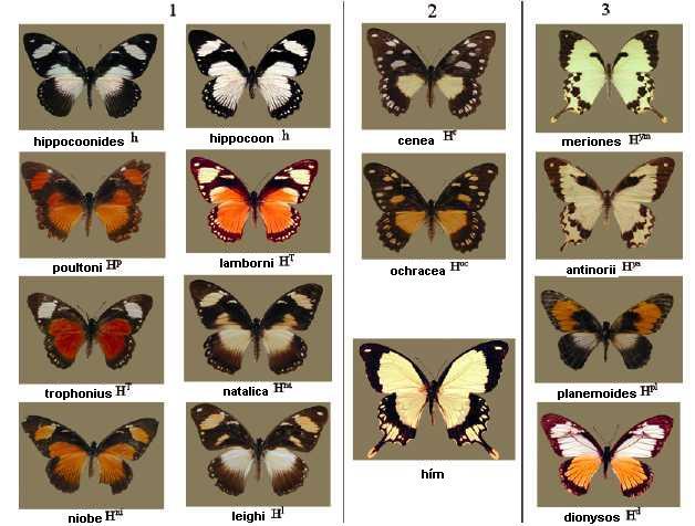 A Papilio dardanus lepkefaj rasszainak homozigóta nőstény formái (alakjai).