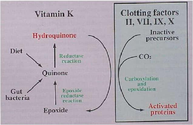 K-vitamin függő alvadási faktorok II VII IX X Protein C Protein S