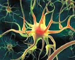 Introduction The responses of neural systems to different external stimuli can show different transient dynamics which is the sequential in time switching between different metastable states. (O.