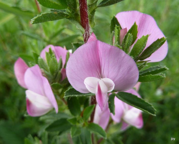 Fabaceae