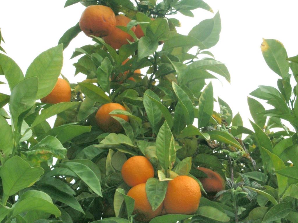 Citrus aurantium