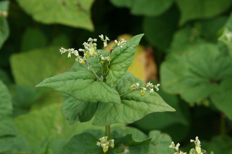 Fagopyrum esculentum pohánka /