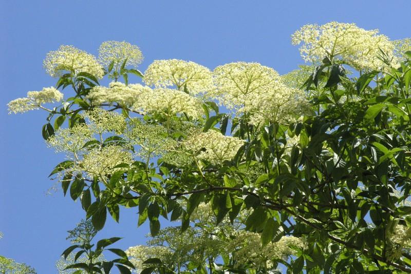 Sambucus