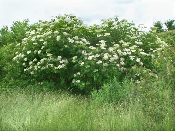 Sambucus nigra fekete