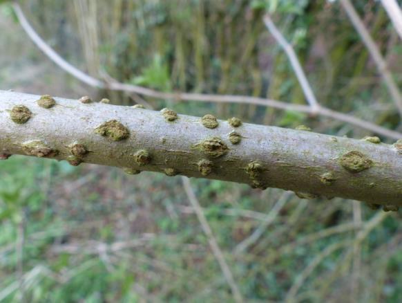 Sambucus nigra