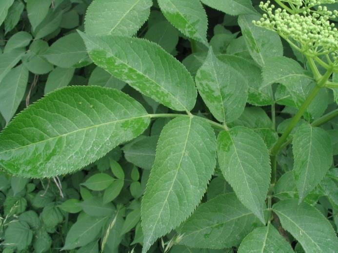 Adoxaceae