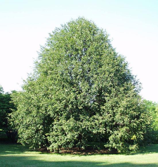 Tilia