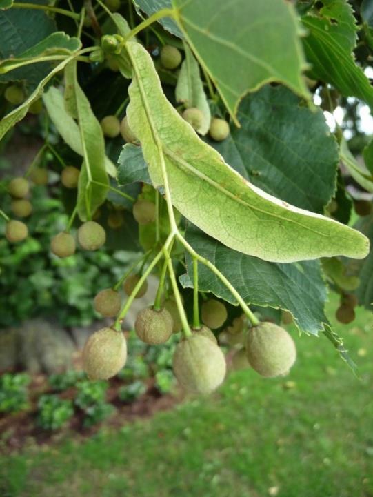 nagylevelű