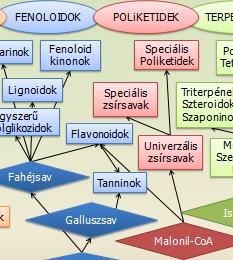 Flavonoidok és antocianidinek kromángyűrű fenilgyűrű C6-C3-C6 alapszénváz: FENILKROMÁNSZÁRMAZÉKOK több mint 4000 (8000) különféle szerkezettel rendelkező flavonoidot azonosítottak már a