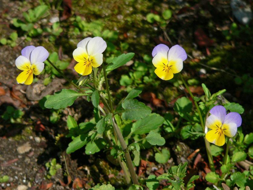 Viola sp.