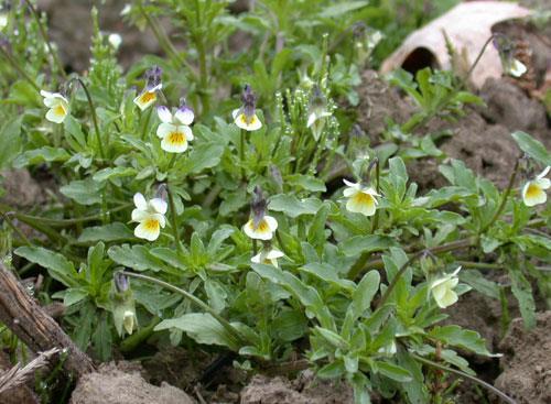Viola tricolor Viola